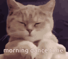 Dance Kitty GIF - Dance Kitty Happy GIFs