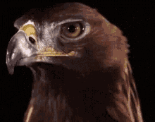 black eagle evil bird