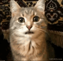 Cat Tongue Out GIF - Cat Tongue Out Cute GIFs