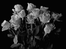roses withered black and white white rose