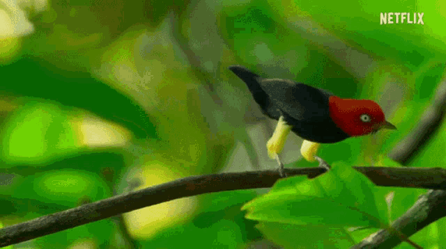 Red capped manakin
