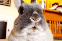 Funny Animals Bunny GIF - Funny Animals Bunny Chewing GIFs
