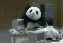 Panda Angry Panda GIF - Panda Angry Panda Wreck GIFs