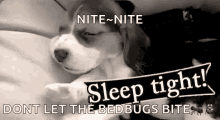 Sleep Tight Doggy GIF - Sleep Tight Doggy Sleepy GIFs