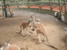 kangaroos fight