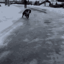 Slippin On Ice GIF - Ice Dog Fail GIFs