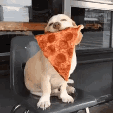 Food Pizza GIF - Food Pizza Dog GIFs