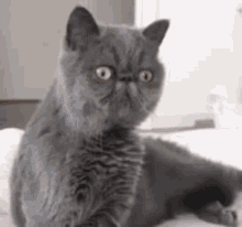 Funny Cats GIF - Funny Cats Fluffy GIFs