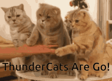 Cats Thunder Cats GIF - Cats Thunder Cats Thunder GIFs