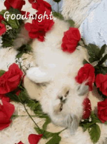 Goodnight Kitty GIF - Goodnight Kitty Cat GIFs
