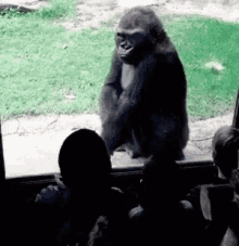 gorilla shut up funny animals