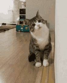 Cat Kitty GIF - Cat Kitty Curious GIFs