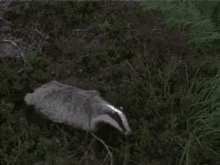 Badger Run Away GIF - Badger Run Away Fuck It GIFs