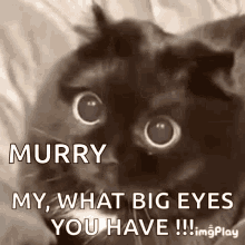 surprised cat cute big eyes shocked surprised cat cute big eyes shocked