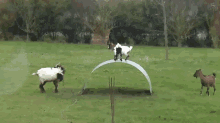 Goats Playing With A Sheet Of Metal GIF - Metal Goats Play GIFs