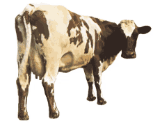 cow che