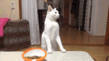 What Kind Of Magic Cat Speak...? GIF - GIFs