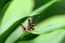 Making Music - Grasshopper GIF - Grasshopper Insect Bug GIFs