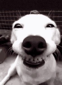Nini Dog GIF - Nini Dog Happy GIFs