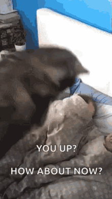Good Morning Wake Up GIF - Good Morning Wake Up Get Up GIFs