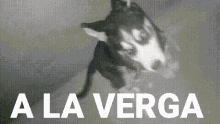 Wow A La Verga GIF - Wow A La Verga Dog GIFs