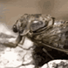 Insect Bug GIF - Insect Bug Walking GIFs