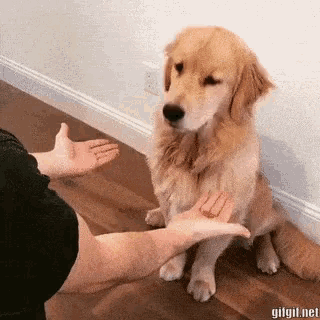 Funny Animals Dogs GIF - Funny Animals Dogs Wrong Hand GIFs