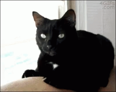 cats-barf.gif