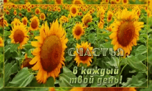 Sunflowers Morning GIF - Sunflowers Morning Happy GIFs