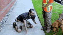 bloodhound funny weird acting weird goofing off bloodhound funny weird acting weird goofing off