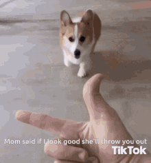 Dog Cute GIF - Dog Cute Mom Said GIFs