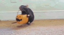 Rat Halloween GIF - Rat Halloween Treat GIFs