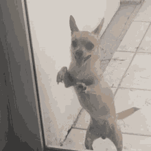Chihuahua Nashiki GIF - Chihuahua Nashiki Excited GIFs
