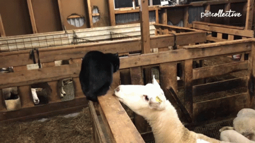 [Image: play-fight-the-pet-collective.gif]