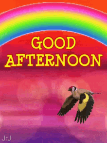 Good Afternoon Rainbow GIF - Good Afternoon Rainbow Bird GIFs