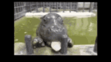 Hippo GIF - Hippo GIFs