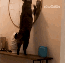 Scratching The Pet Collective GIF - Scratching The Pet Collective Confused GIFs