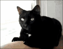 Cat Gag Reflex - Stinky GIF - Stinky Cat Gag Reflex GIFs