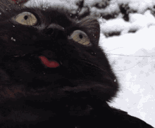 Derp Cat GIF - Derp Cat Black Cat GIFs