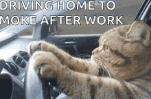 Driving Home Cat GIF - Driving Home Cat After Work GIFs