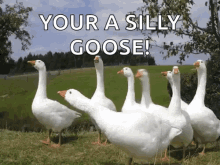 Goose Your A Silly Goose GIF - Goose Your A Silly Goose GIFs