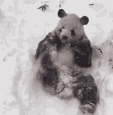 Panda Bear GIF - Panda Bear Snow GIFs