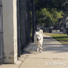 Skipping Dog Viralhog GIF - Skipping Dog Viralhog Happy Dog GIFs