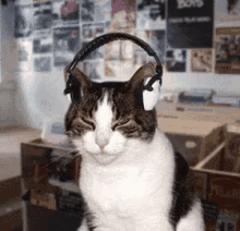 cat headphones jam jamming music