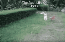 When Life Is To Hard Dogs GIF - When Life Is To Hard Dogs Tired GIFs