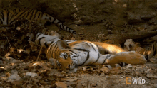 Lying Down Searching For The Tigress GIF - Lying Down Searching For The Tigress Secret Life Of Tigers GIFs