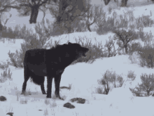 Wolf Black Wolf GIF - Wolf Black Wolf Wolf Therian GIFs