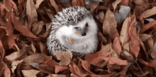 Hedgehog Cute GIF - Hedgehog Cute Animal GIFs
