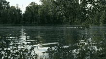 Charmie Swamp Charmie Water GIF - Charmie Swamp Charmie Water Pond GIFs