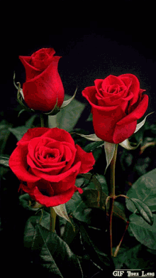 Red Roses Flowers GIF - Red Roses Flowers Bouquet GIFs